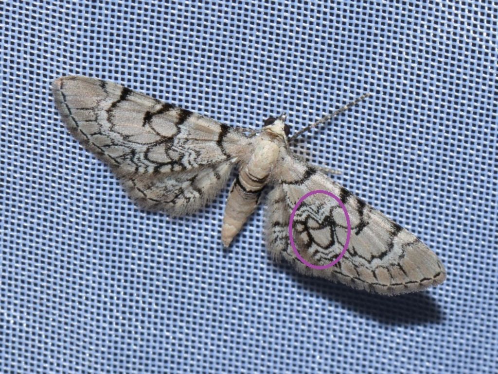 Geometridae: Eupithecia schiefereri